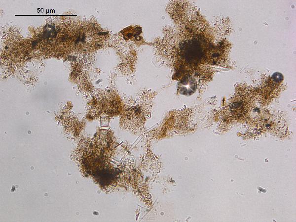 Algal organic matter
