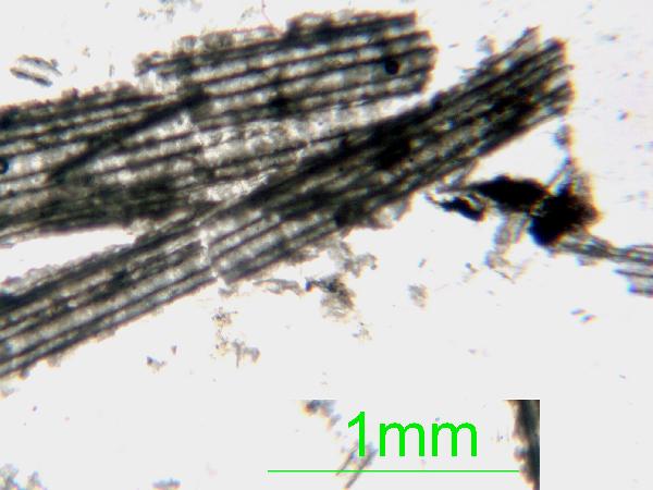 Charophyte_01_pp_AB-600.jpg