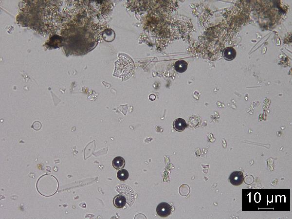 Chrysophyte