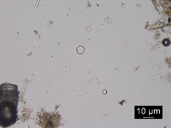 Chrysophyte