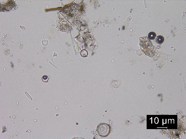 Chrysophyte