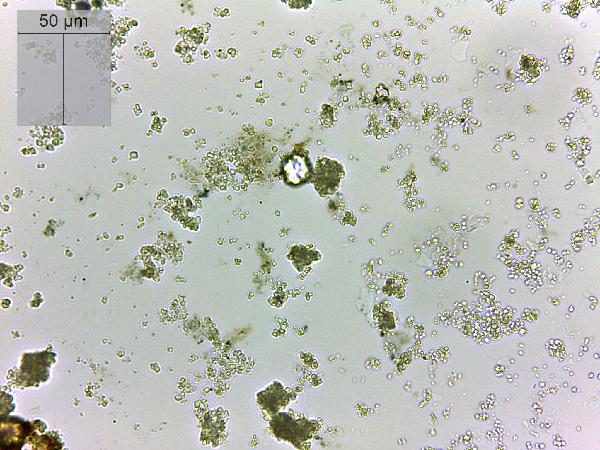 cf_Cosmarium_emptyHK0005.jpg-600.jpg