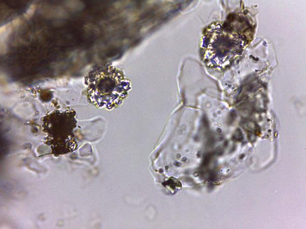 cf_Cosmarium_emptyHK0007.jpg-600.jpg