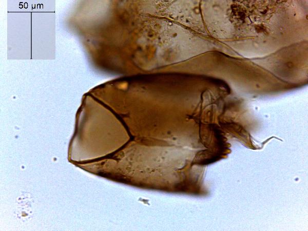 Chironomid (Chironomidae)