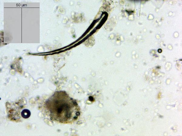Insect