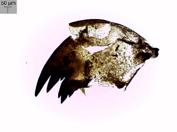 Insect