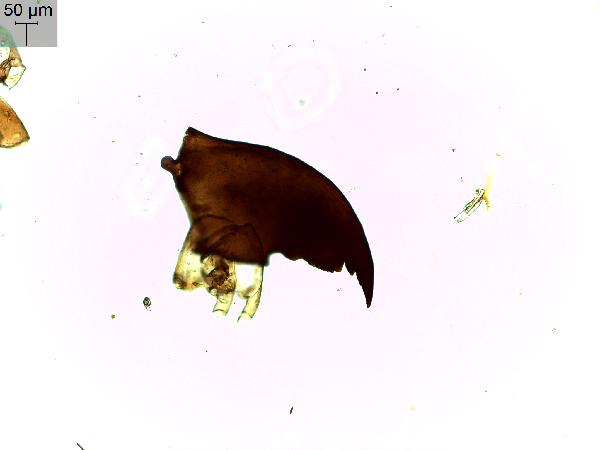 Insect