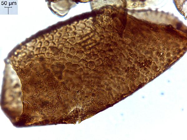 Insect