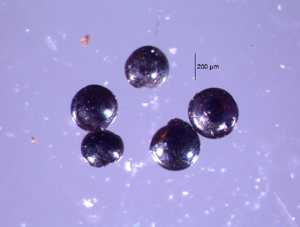 insect_eggs_OMAA_RIPO12_3A_1P_1_jm_edit-600.jpg