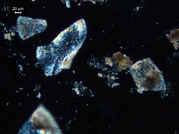 10-16_ostracode_shell_fragment_xp_JS-600.jpg