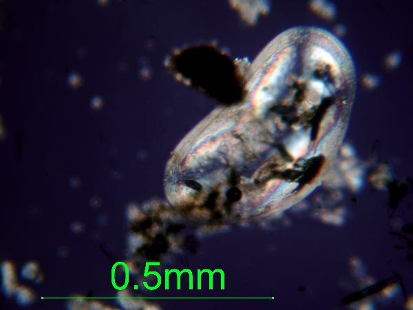 Ostracode_01_xp_AB-600.jpg