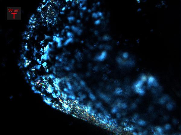 QH_ostracode_close_up_cp-600.jpg