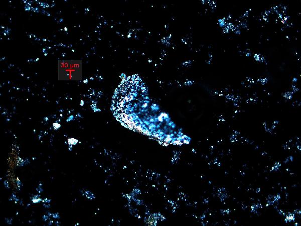 QH_ostracode_cp-600.jpg