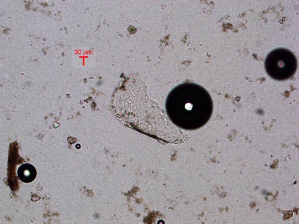 QH_ostracode_pp-600.jpg