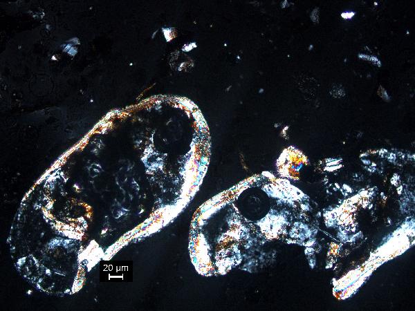 ostracod_01_cp_BVG-600.jpg