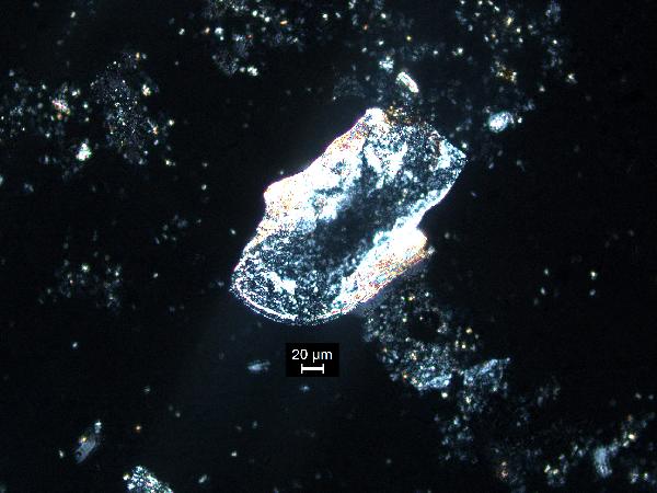 ostracod_02_cp_BVG-600.jpg