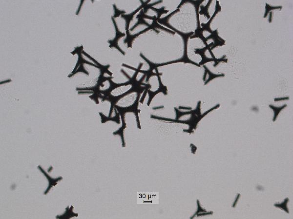 floral_foam_10x_pp-600.jpg