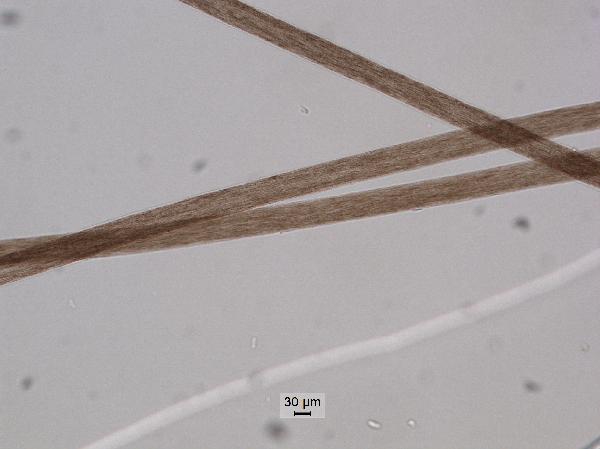 human_hair_10x_pp-600.jpg