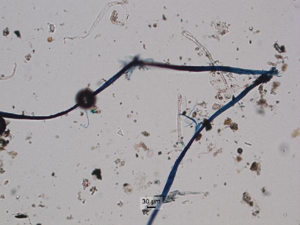labdust_fibers_10x_pp-600.jpg