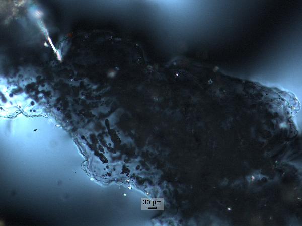 polycarb_large_10x_cp-600.jpg