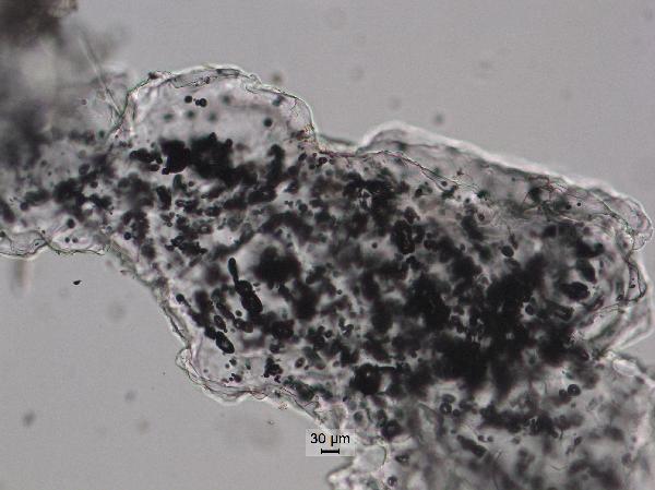 polycarb_large_10x_pp-600.jpg
