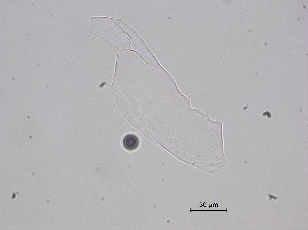 slide-glass_010002-600.jpg