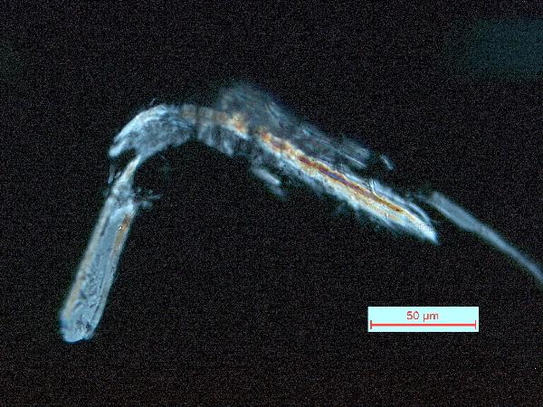 toothpick_cp-600.jpg