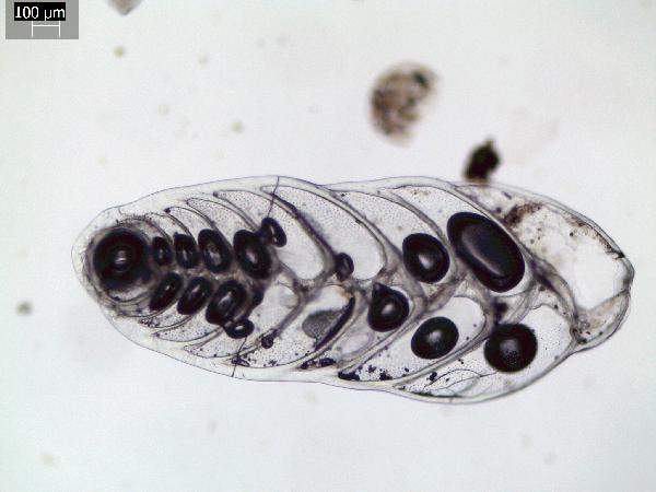 Benthic_foram_1_GR-600.jpg
