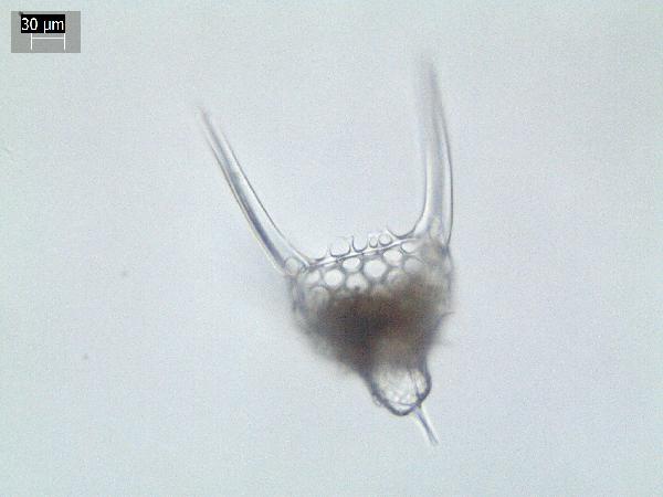 Radiolarian_4_GR-600.jpg