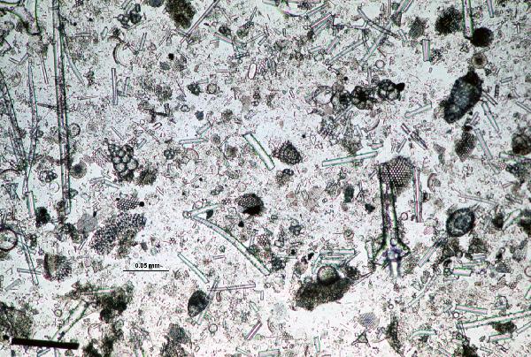Siliceous_debris_1ppl1-600.jpg
