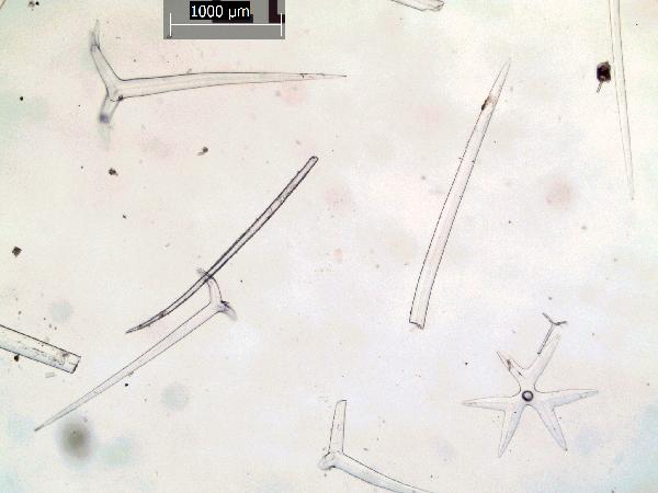 Sponge_spicules_11_GR-600.jpg