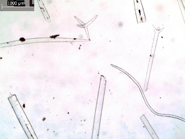 Sponge_spicules_12_GR-600.jpg