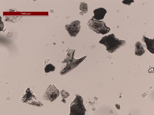 CoMtephra5_PP_200X-600.jpg