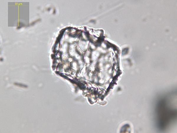 Tephra