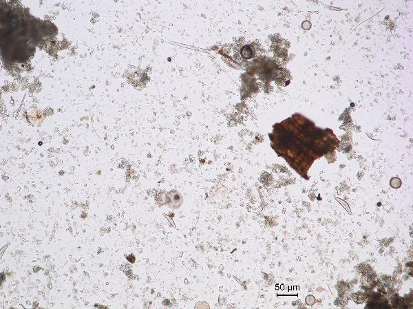 CARL-TWTW11-3D-5B-1-W_83cm_turbidite_10x_pp-600.jpg