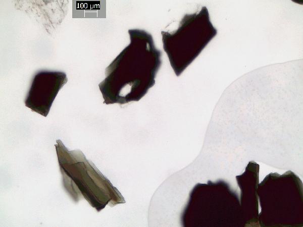 Amphibole_6_GR-600.jpg