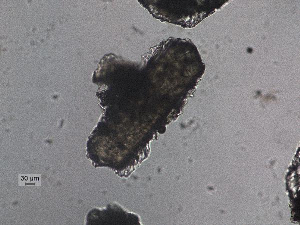amphglassrindpp-600.jpg