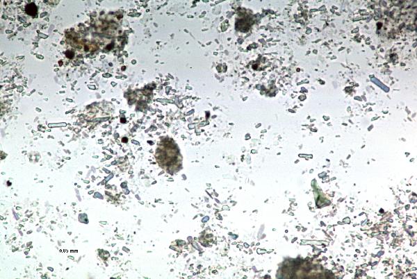 Aragonite_1ppl-600.jpg