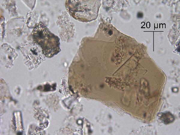 Biotite
