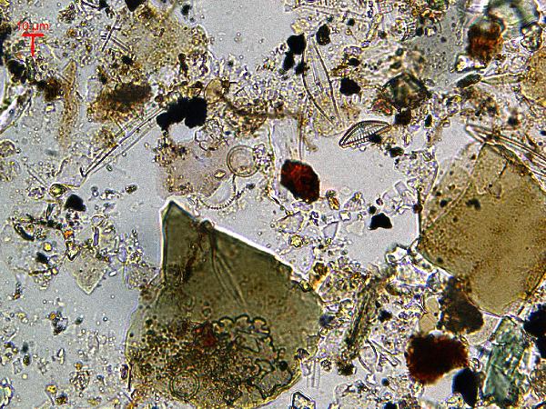 biotite_pp_01-600.jpg