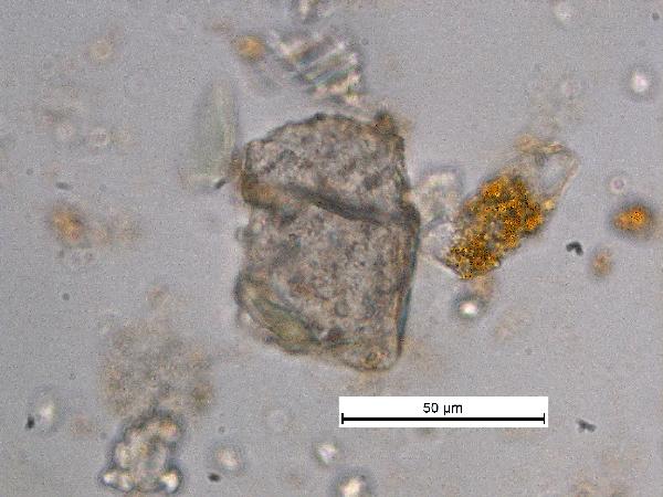 Detrital_Calcite_MR_BV_pp-600.jpg