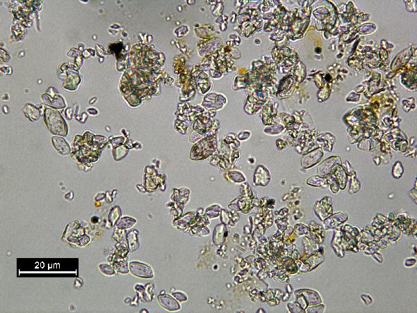 calcite_01_pp_BVG-600.jpg