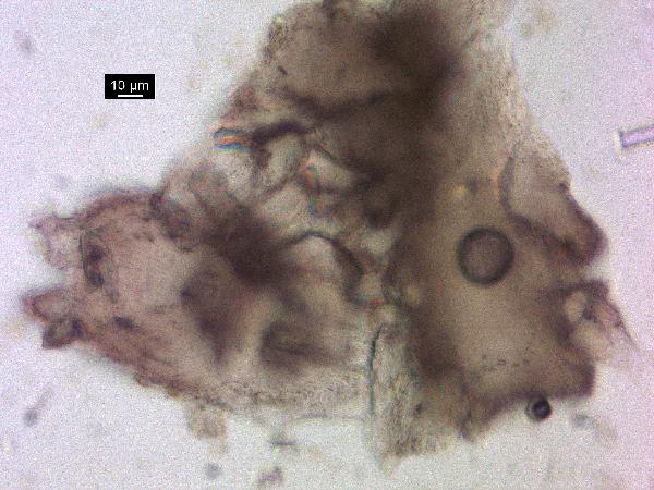 calcite_pp_01-600.jpg