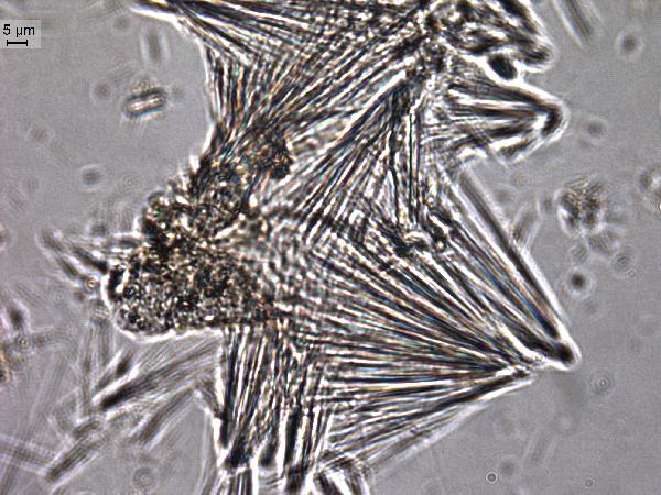 Erionite