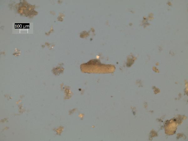 brine_shrimp_fecal_pellet_RL-600.jpg