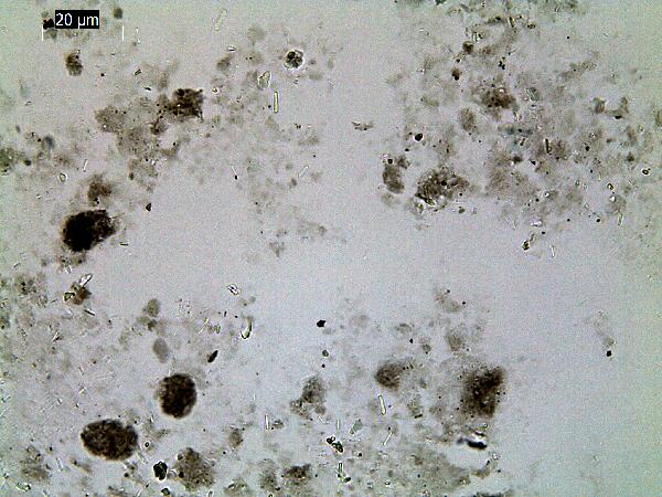 fecal_pellet_PL_JS-600.jpg