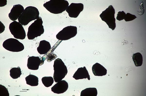 Glauconite_1-600.jpg