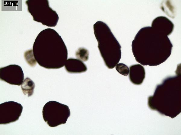 Glauconite_1_GR-600.jpg