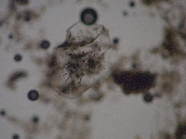 CHI-HL06-1B-2U-2_gypsum1_xp-600.jpg