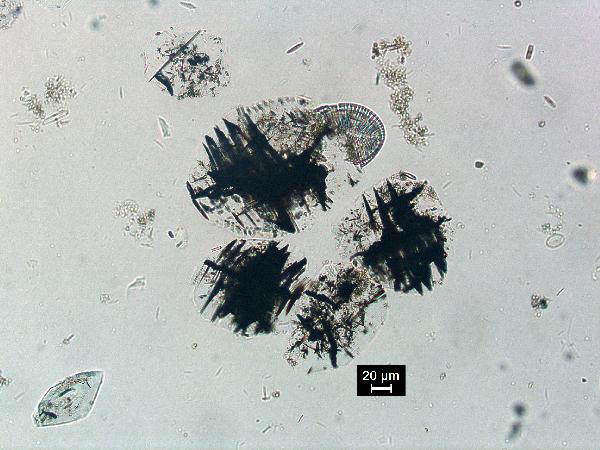 gypsum_01_pp_BVG-600.jpg